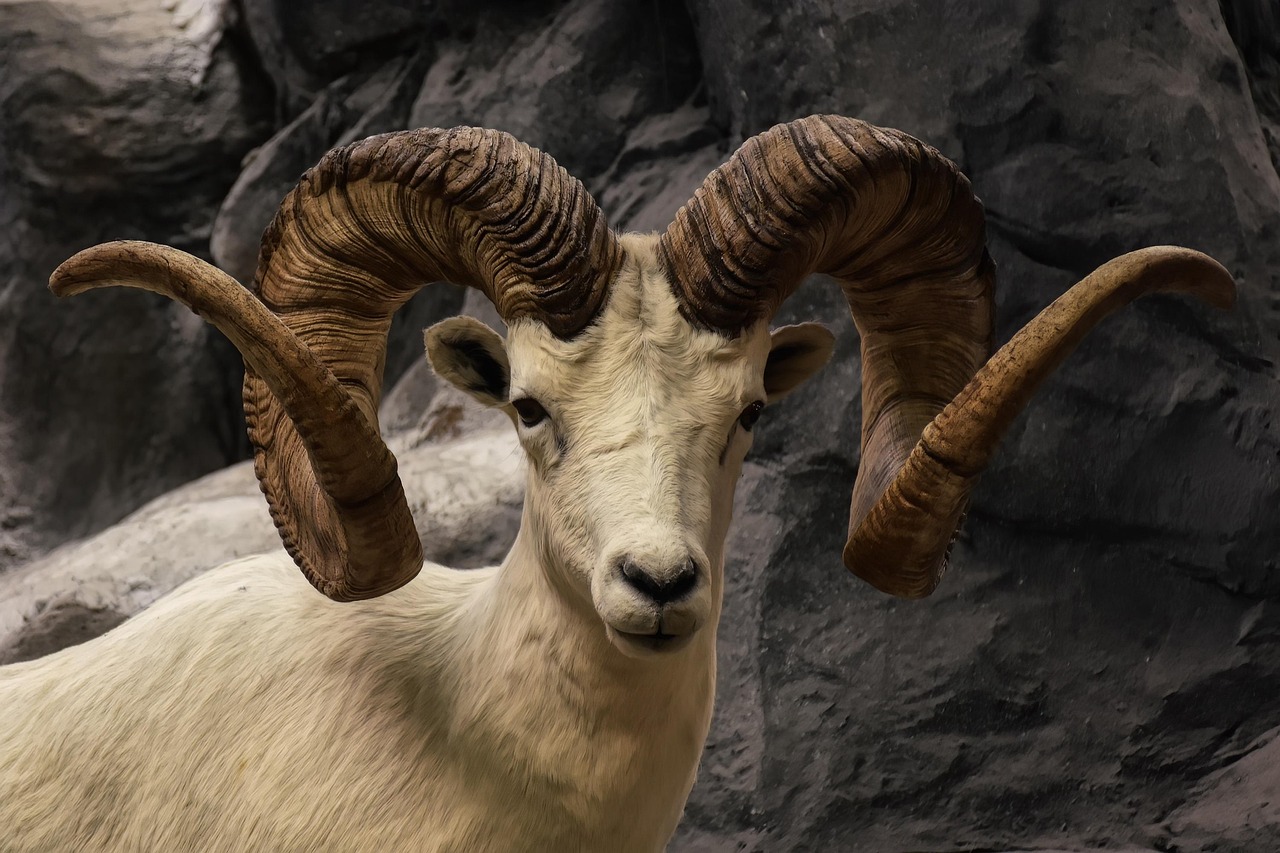 bighorn sheep, wild sheep, ram, wildlife, close up, animal, ovis canadensis, sheep, horns, mammal, nature, bighorn sheep, ram, ram, ram, ram, ram, animal, animal, sheep, sheep, horns